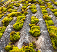 Photo of moss on roof